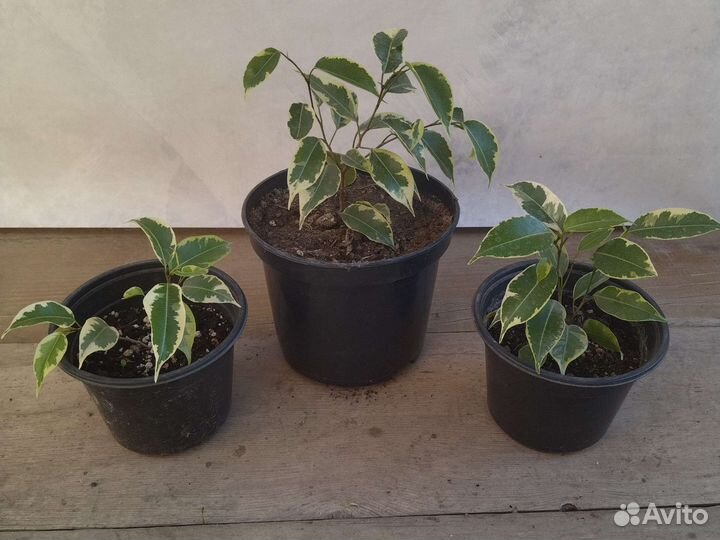 Комнатные растения