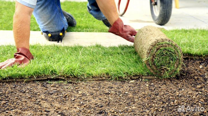 Газон рулонный