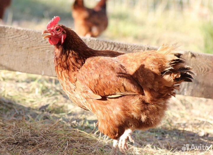 Куры несушки с доставкой