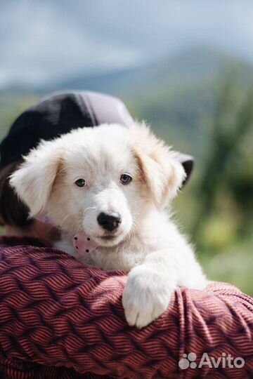 Щенок в добрые руки