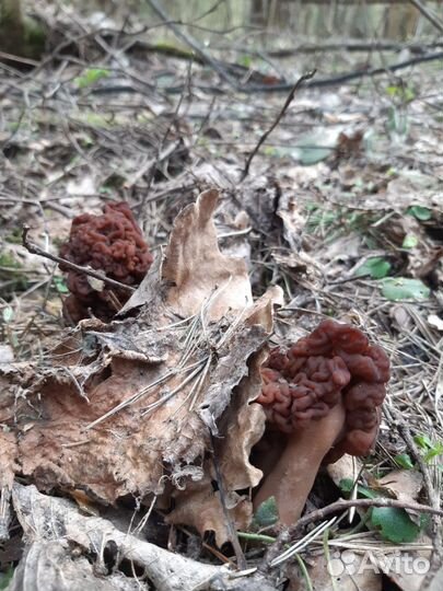 Грибы весенние