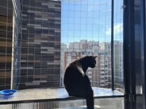 Защита от выпадения кошек, балкон для кота