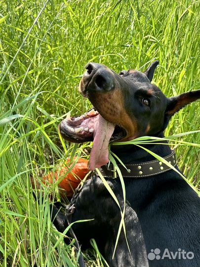 Строгий ошейник