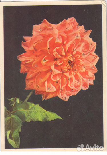 Продам открытки СССР