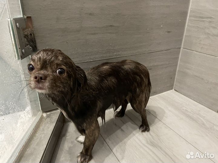 Кобель чихуахуа для вязки