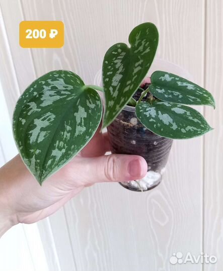 Сциндапсус пиктус (расписной)