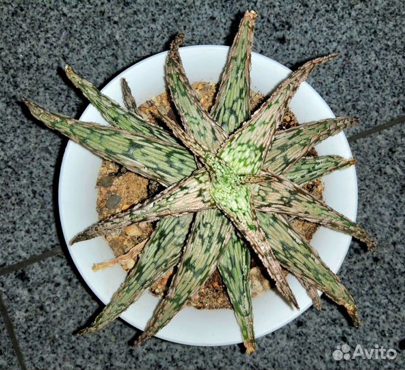 Алоэ персиковое