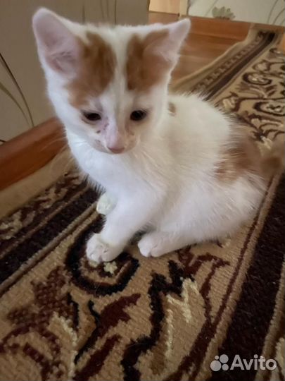 Кошка в дар бесплатно. ко всему приучена