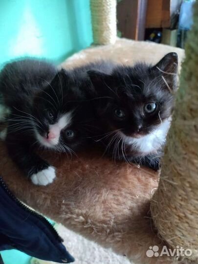 Котята норвежская лесная