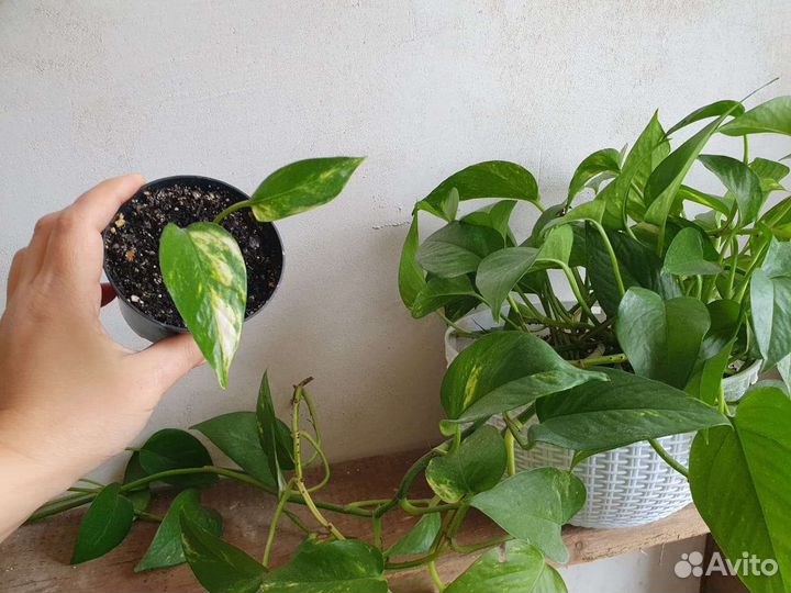 Комнатные растения цветы