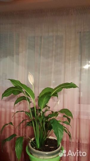 Спатифиллум