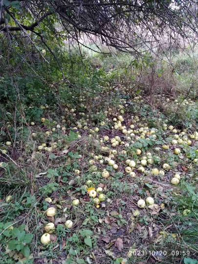 Участок 13 сот. (СНТ, ДНП)