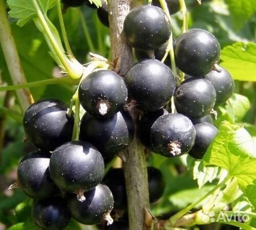 Смородина Черная Орловский вальс Саженцы
