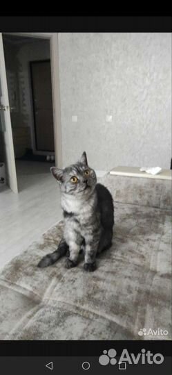 Британская кошка