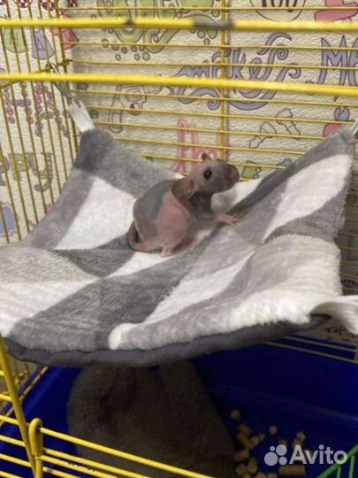 Гамак для грызунов