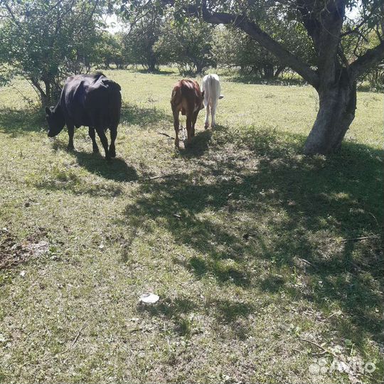 Бычки и телята