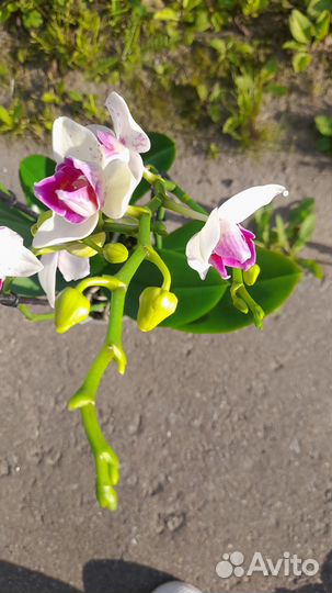 Орхидея фаленопсис с деткой трилипс бабочка