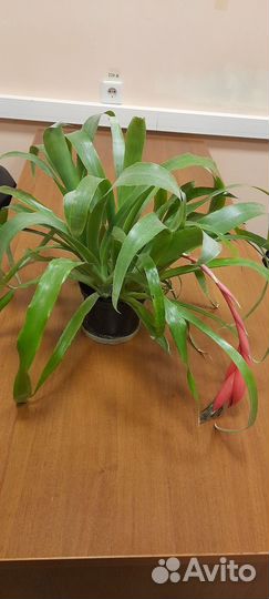 Бильбергия