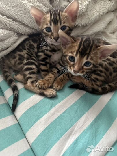 Бенгальские котята