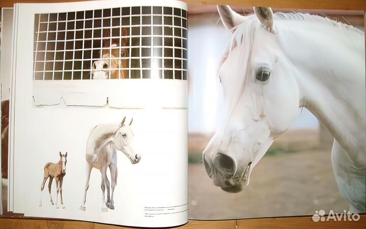 Книга ветер в гриве / Мерлин Монро