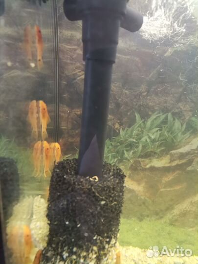 Анциструс супер ред