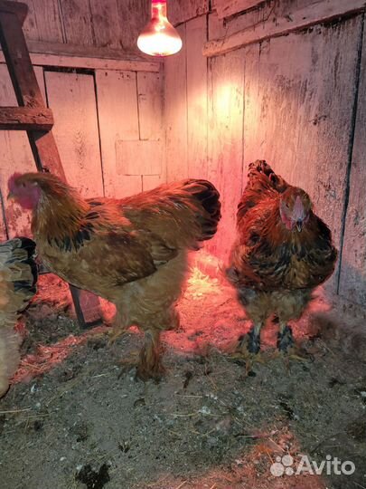 Кпетухи брама