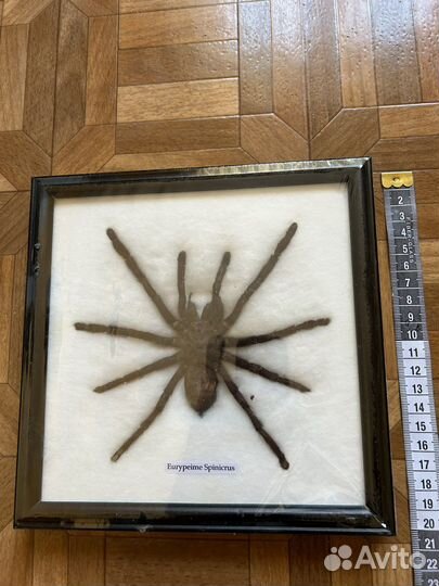 Бабочка,паук птицеед,чучело