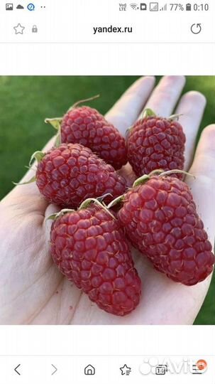 Саженцы сортовой малины