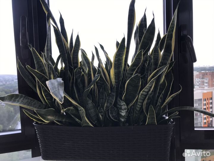 Продам цветок Шучий хвост