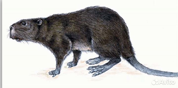 Палеонтология трогонтерий