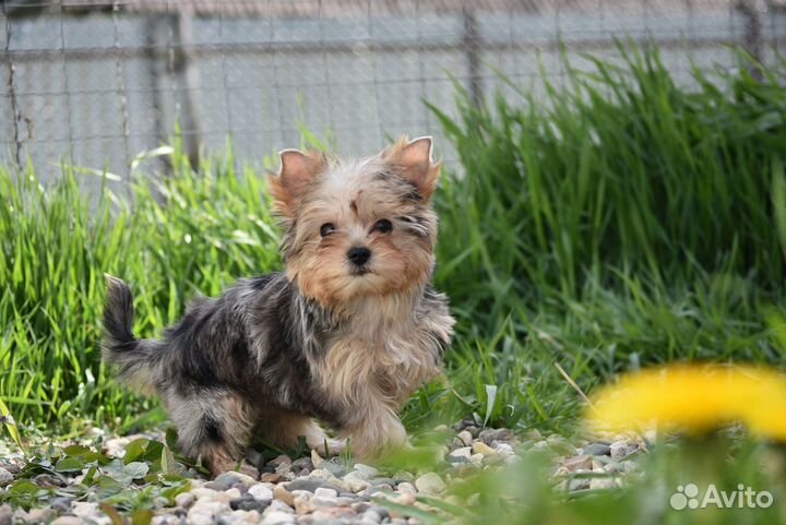 Цветной Йорк, девочка