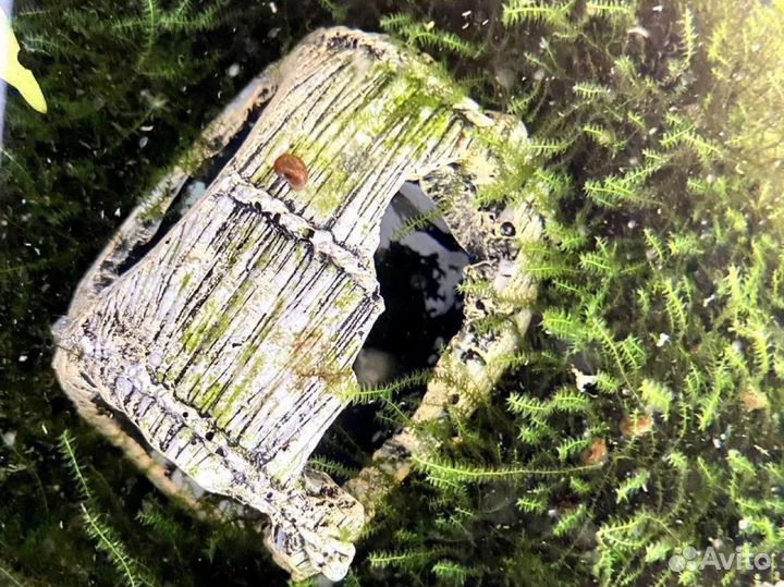 Аквариум с растениями и рыбками