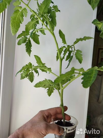 Томаты рассада