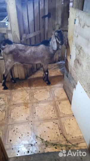 Нубийские козы