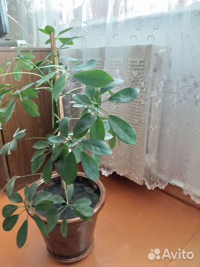 Комнатные растения цветы большие