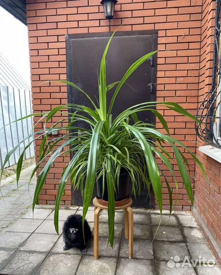 Панданус пальма