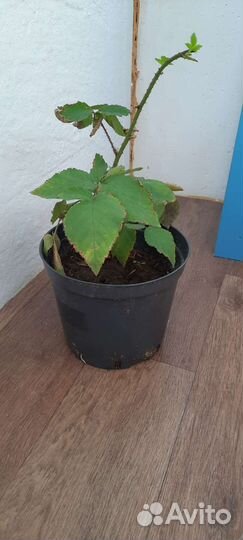 Саженец ежевики