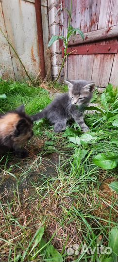 Котёнок мальчик