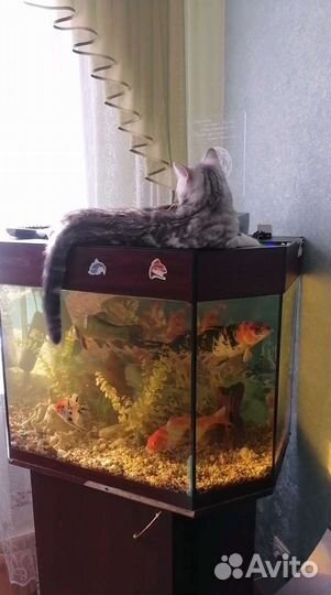 Аквариум