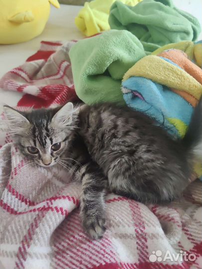Котенок в добрые руки