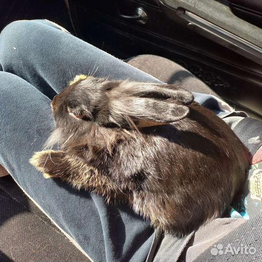 Декоративный карликовый кролик