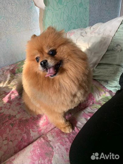 Передержка