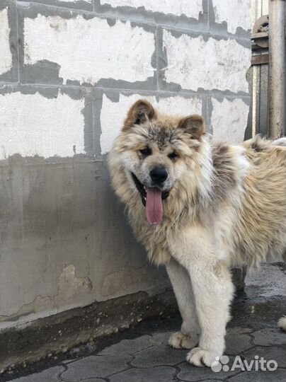 Американская акита длинношерстная