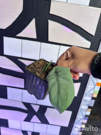 Сциндапсус платинум