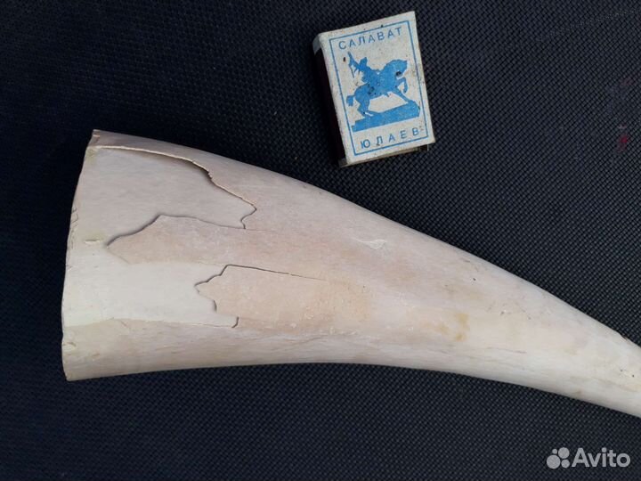 Бивень мамонта (часть)