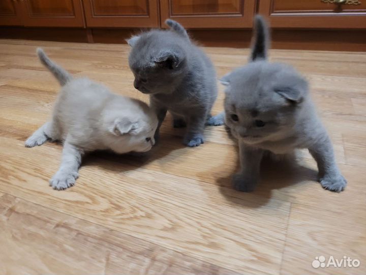 Британская