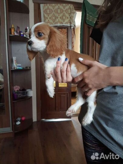 Очаровательная девочка кавалерочка