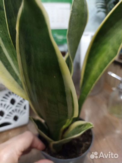 Сансивиерия футура сеперба