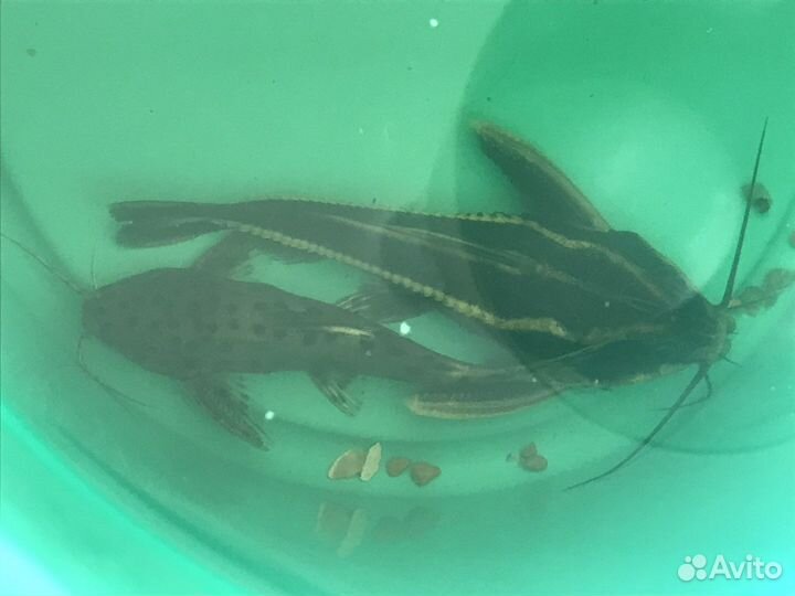 Сомики анциструсы платидорас синодонтис