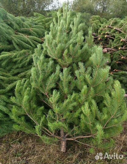 Сосна новогодняя оптом Standart